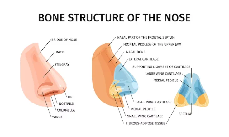 If you're considering changing your nasal appearance, familiarizing yourself with both the risks of a nose job